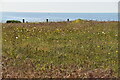 Cliff top flower meadow