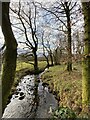 Tree-lined stream