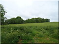 Crop field towards Pump Plantation, Fordington