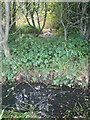 Pond near Berwick Lodge