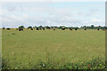 Cattle near Moretonfield Farm