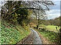 Autumnal lane