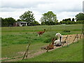 Alpacas off Tetford Road, Greetham