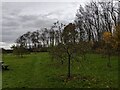 TF0820 : Community orchard by Bob Harvey