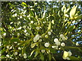 Mistletoe near Spaniorum Farm