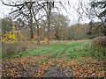 Trees and abandoned field off Clay Lane