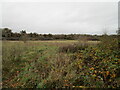 Abandoned field off Clay Lane