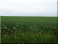 Cereal crop east of Harrington Hill