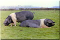 Wessex Saddlebacks, nr Horton, Gloucestershire 1990