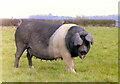 Wessex Saddlebacks, nr Horton, Gloucestershire 1990