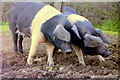 Wessex Saddlebacks, nr Horton, Gloucestershire 1990