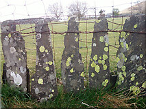 SH6369 : Slate fence with patches of lichen, Llanllechid by Meirion