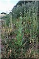 Teasel plant behind the A413, Buckingham