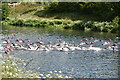 Openwater Swimmers, Jubilee River