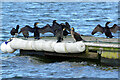 SP4669 : Cormorants at Draycote Water by Stephen McKay
