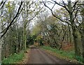 Trees along the Derwent Walk