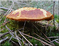 NJ1261 : Fungus by Anne Burgess