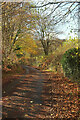 Autumn lane near Chittleford