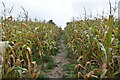 Sussex Border Path through maize