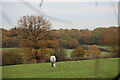TQ3097 : Horse in Field as seen from Trent Park towards Vicarage Farm by Christine Matthews
