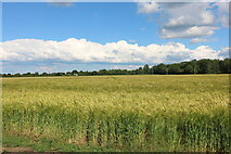 SP6133 : Field in Mixbury by David Howard