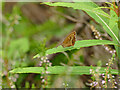 Ringlet butterfly in Raw Nook nature reserve