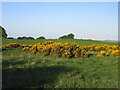 Patch of gorse near Balbeuchley