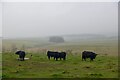 Cattle, Wedderlie