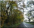 Autumn colour, Wiveliscombe Covert