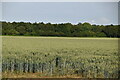 Field of wheat