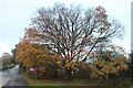 Tree by Shenley Road, Borehamwood