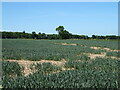 Cereal crop off Candlesby Road, Claxby St Andrew