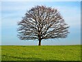 Winter tree on a ridge