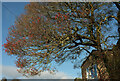 Tree fruit, Fore Street, Barton