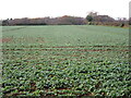 Field of root crops