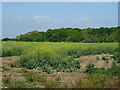 Oilseed rape crop and woodland