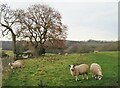 Sheep pasture near Crow House