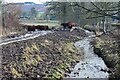 Cattle by the Grinding Burn