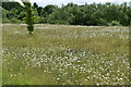 SU9678 : Flower meadow by N Chadwick