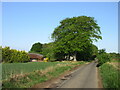 Woodland at East Jeanfield