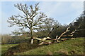 Fallen tree beside the path