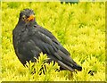 Northleach - Blackbird