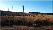NS7438 : Tree planting in the Auchrobert Wind Farm by Gordon Brown