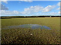 Waterlogged field, Johnston, Pembrokeshire