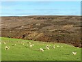 SE6093 : Sheep pasture above Bonfield Gill by Gordon Hatton