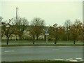 Fruit trees on the ring road