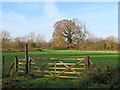 TL4944 : Hinxton: gate, meadow and oak by John Sutton
