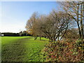 Bridleway alongside the Trent