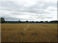 Oilseed rape crop, Little Fencote