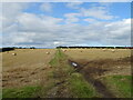 Farm track over stubble field